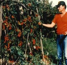 giant tomatoes