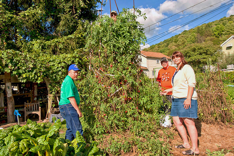 Biodynamic Cherry Tomato Plant