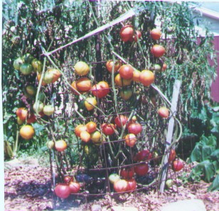 As green turns to red in tomatoes spiritual beings are at work