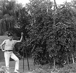 la rotheraine with tomato plant